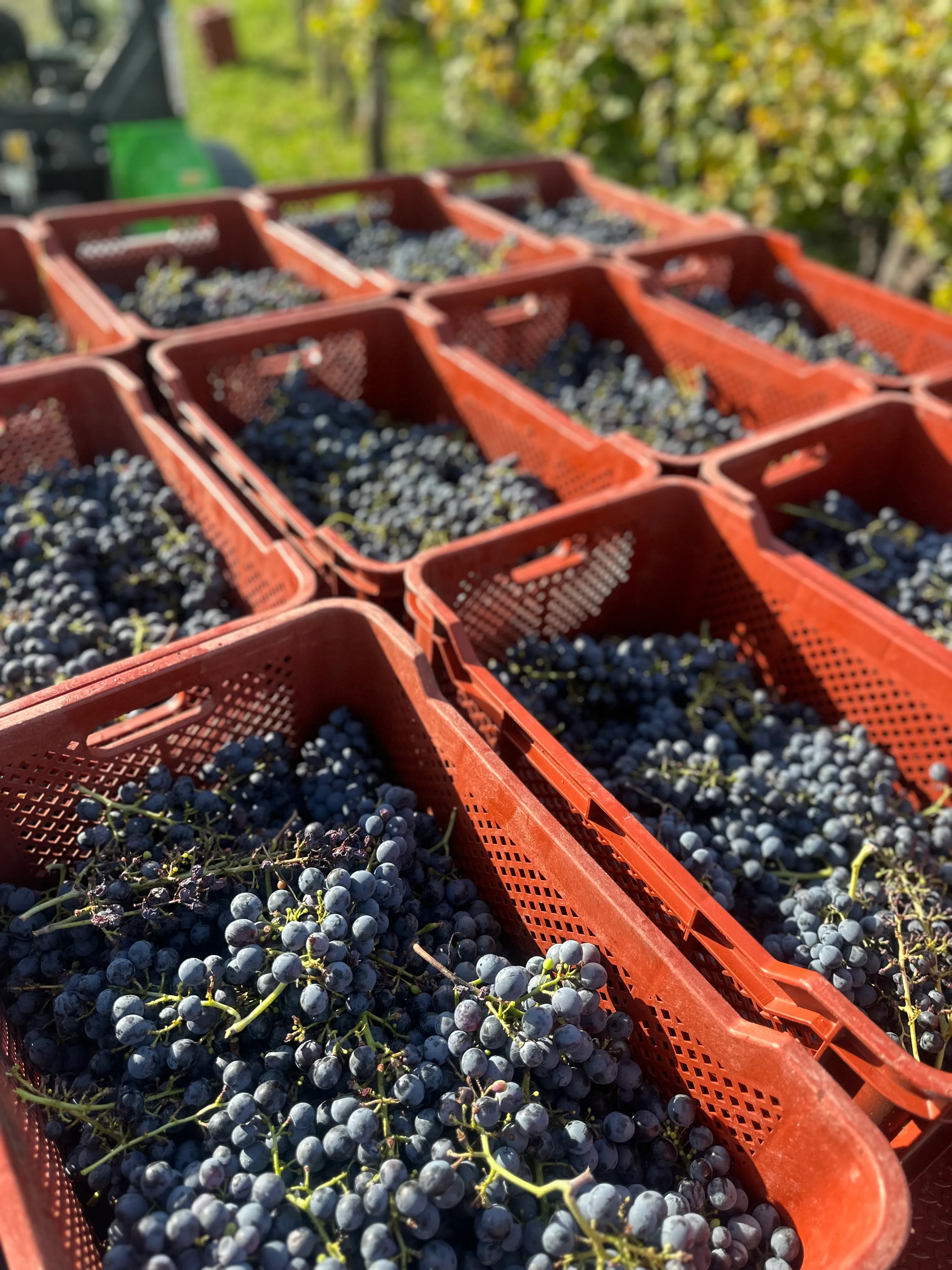 Cassette rosse piene di grappoli neri appena raccolti, in vigna
