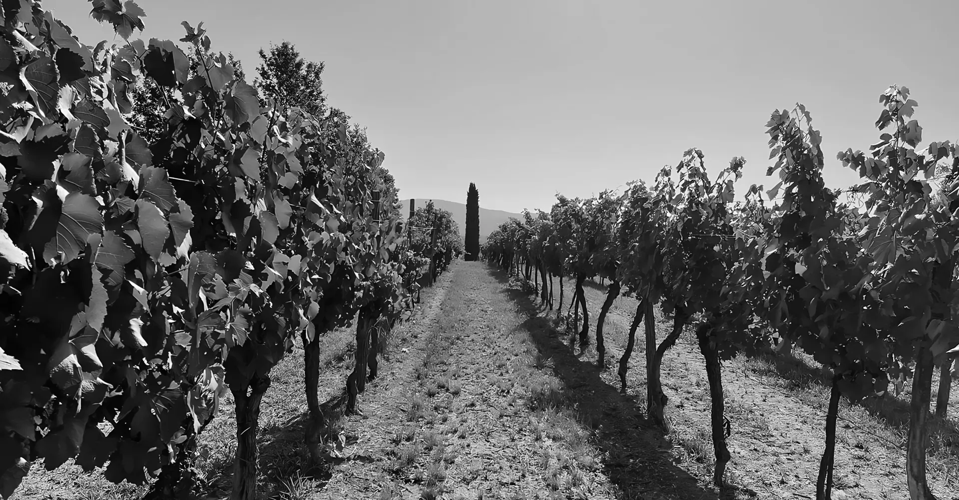 Un filare di viti vecchie che corre verso le colline, in bianco e nero