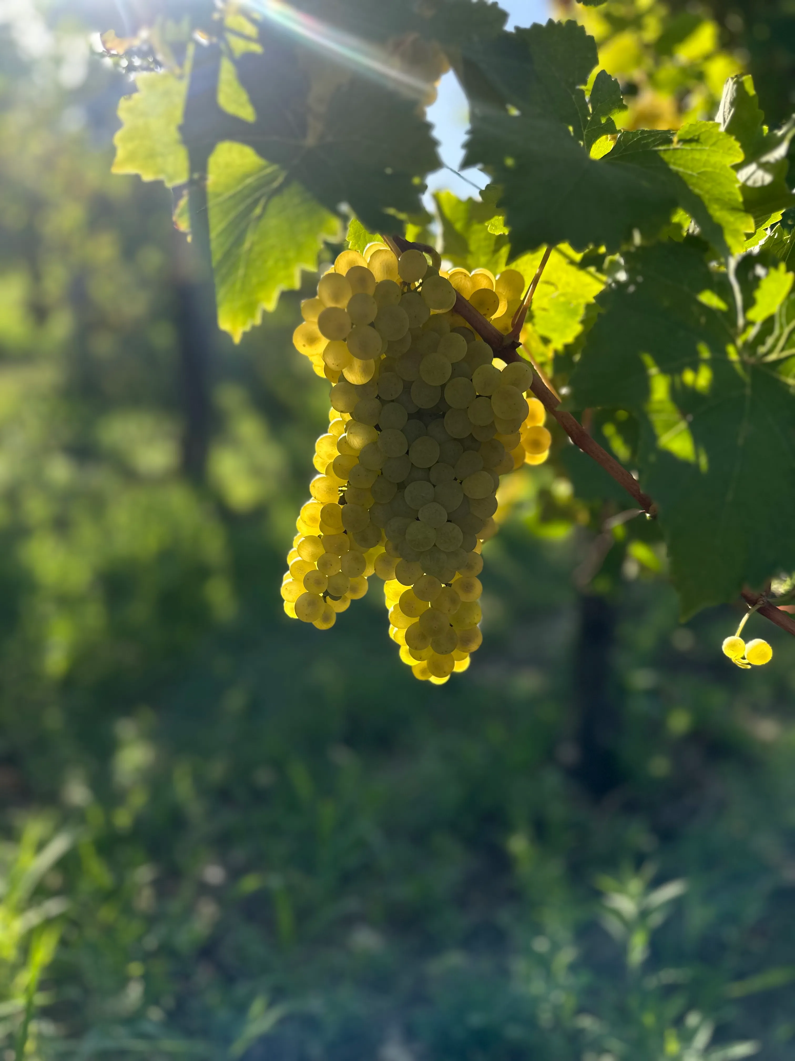 Un grappolo d’uva bianca sulla vite, controluce nel sole basso