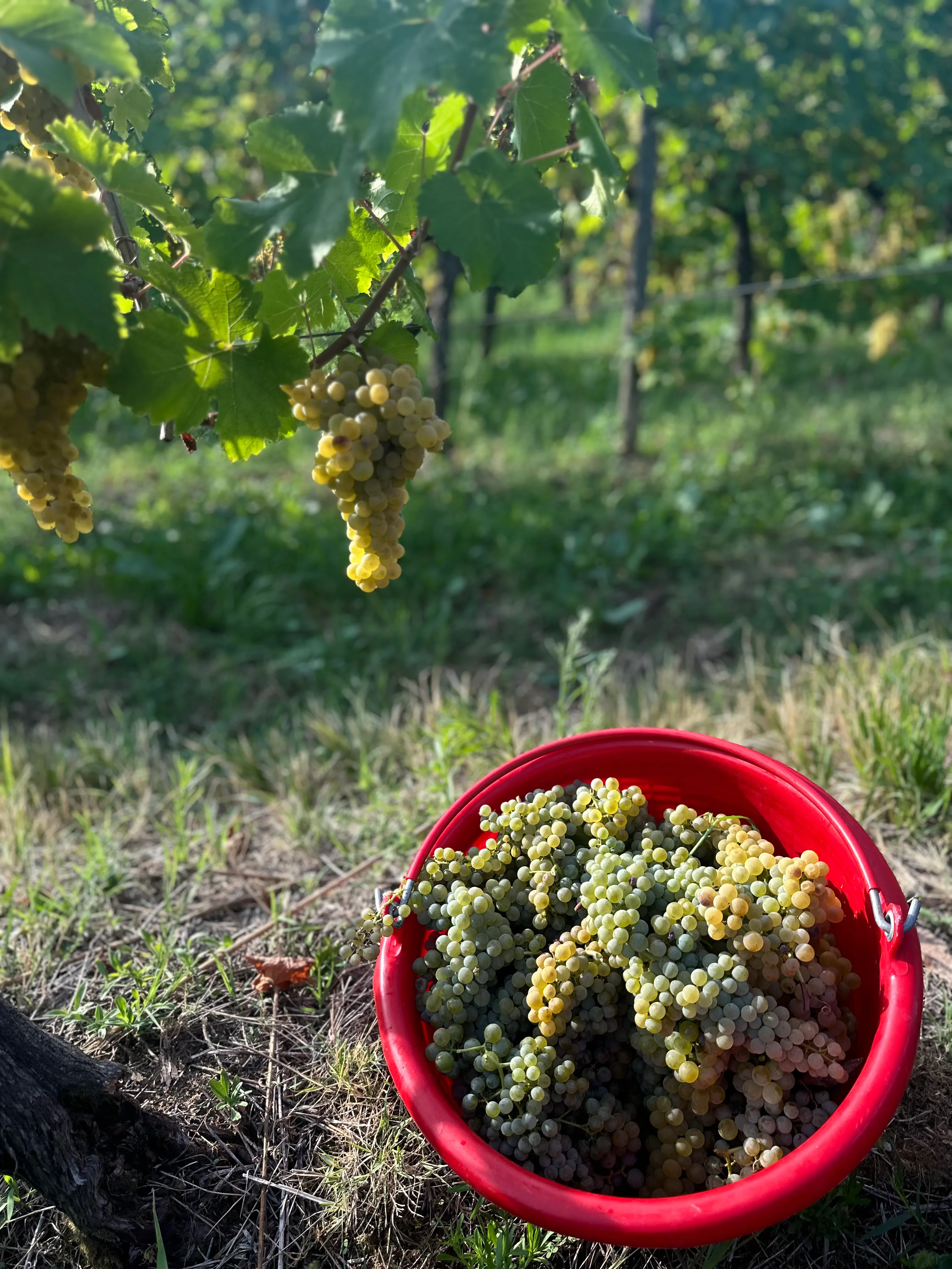 Un secchio rosso pieno d’uva bianca appena raccolta, sull’erba tra le viti